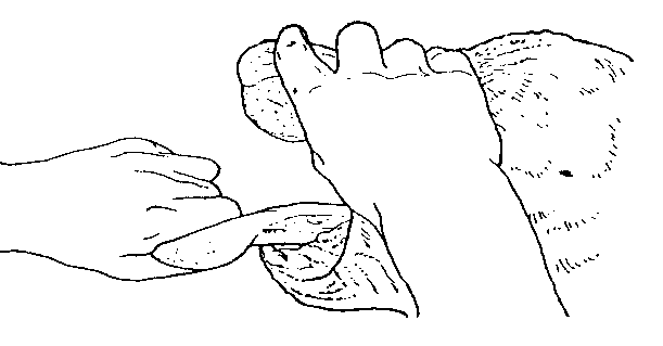 IMAGE11