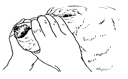 IMAGE13