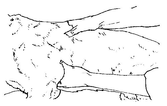 IMAGE14