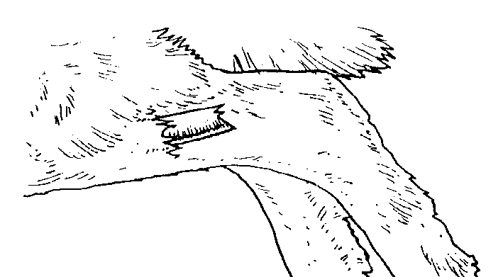 IMAGE17