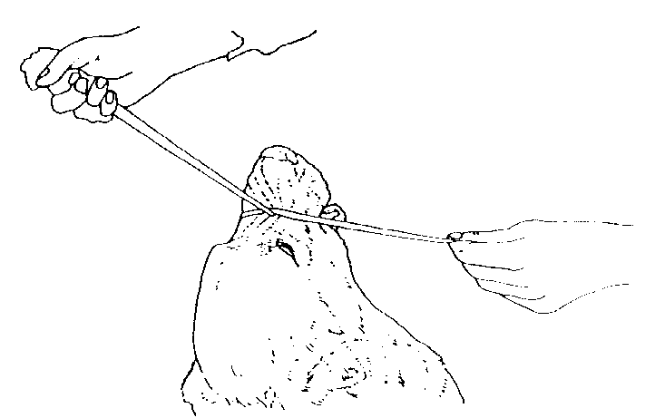 IMAGE18