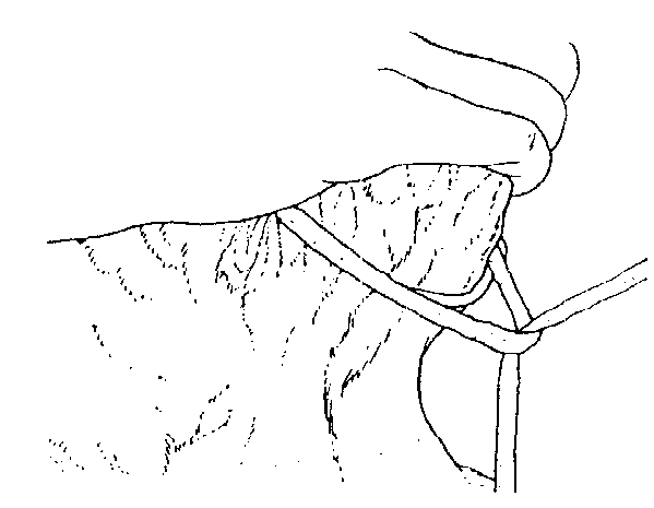 IMAGE19