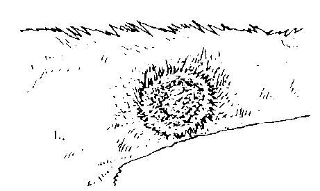 IMAGE21