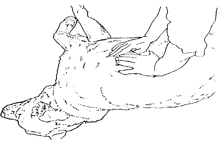 IMAGE26
