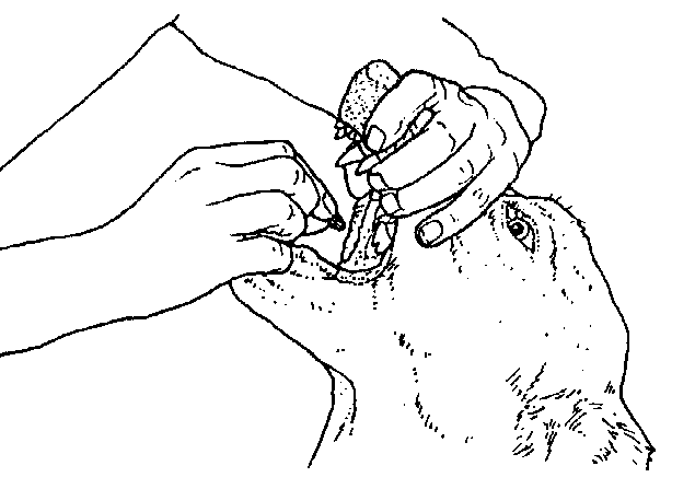 IMAGE3
