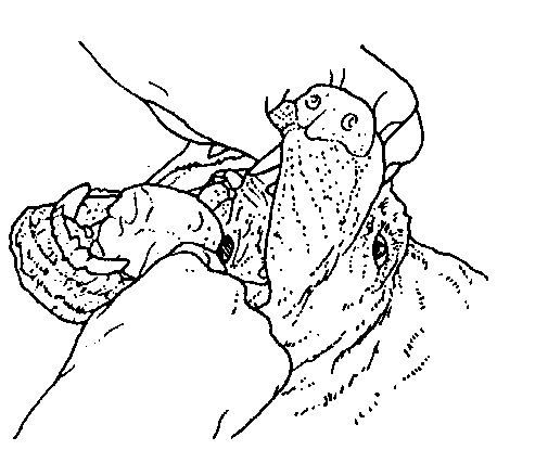IMAGE4