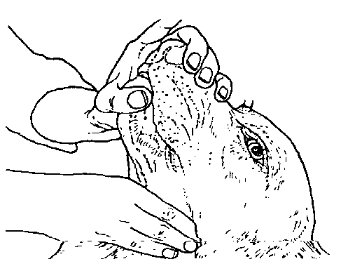 IMAGE5