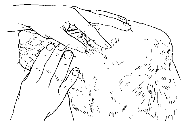 IMAGE7