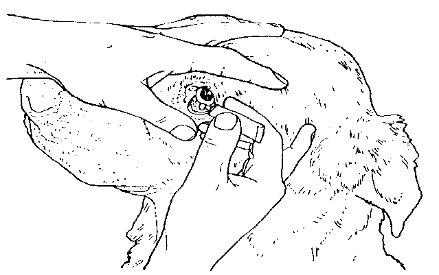 IMAGE8