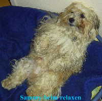 SAMMY_IM_KORB_AUF_DEM_RUECK02